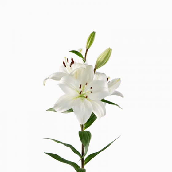 Lys Asiatic White
