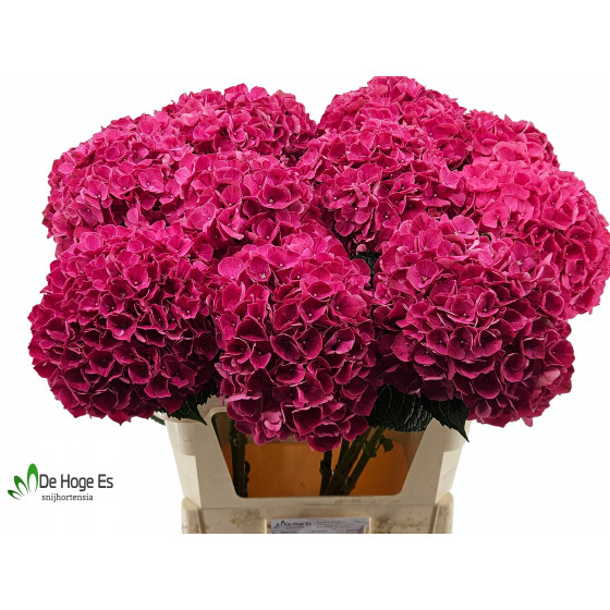 HYDRANGEA MAG PINK RUBY  23Ø