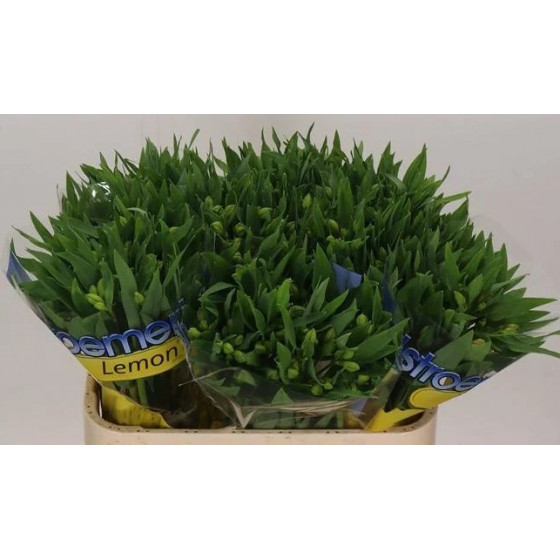Alstroemeria Lemon