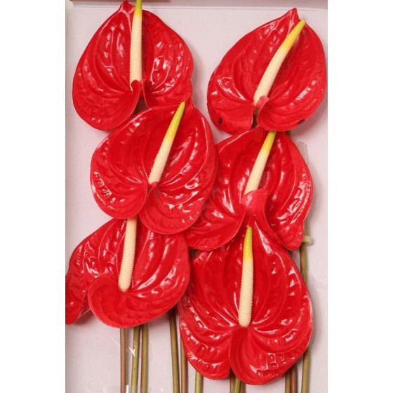 Anthurium A Tropical