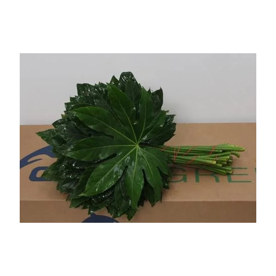 Aralia 50cm (p. bunch)