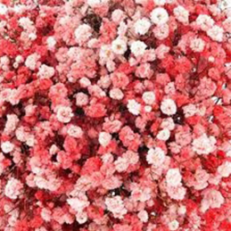 Gypsophile Light Hot Blood Red