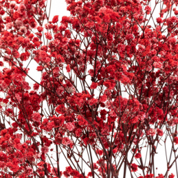 Gypsophile Red