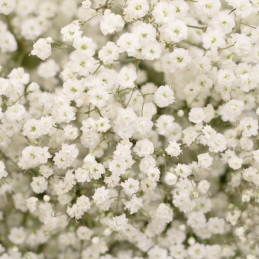 Gypsophile White