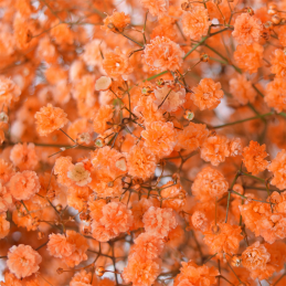 Gypsophile Orange