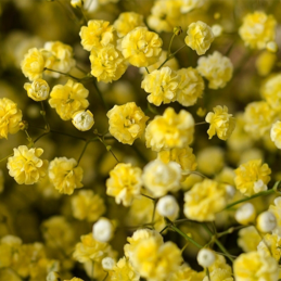 Gypsophile Yellow